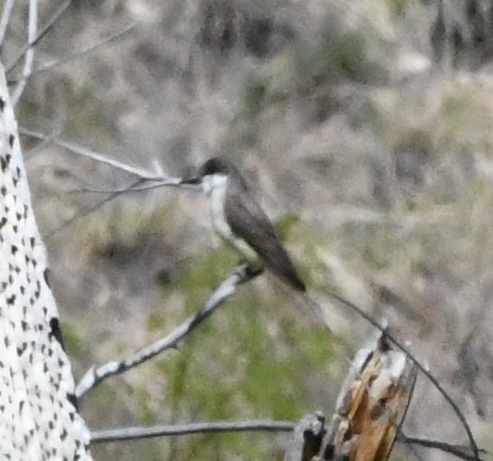 Thick-billed Kingbird - ML618469523
