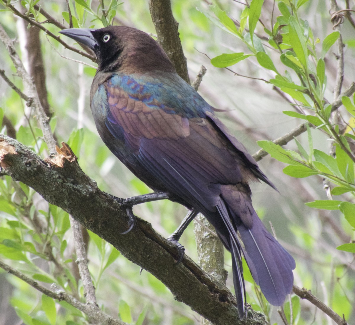 Common Grackle - ML618469545