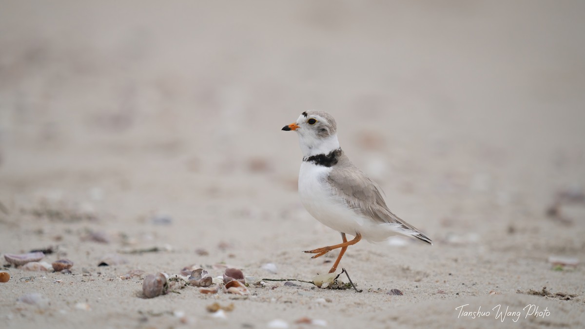 Piping Plover - Tianshuo Wang