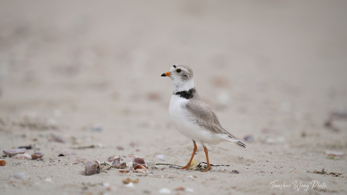 Piping Plover - Tianshuo Wang