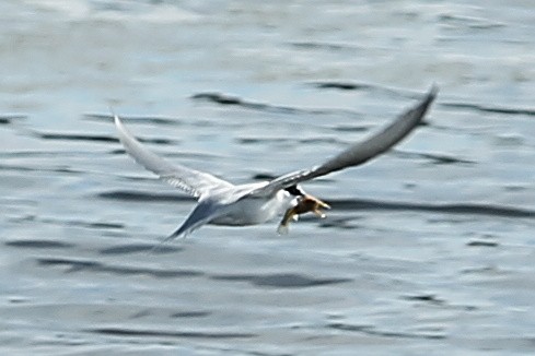 Least Tern - sicloot