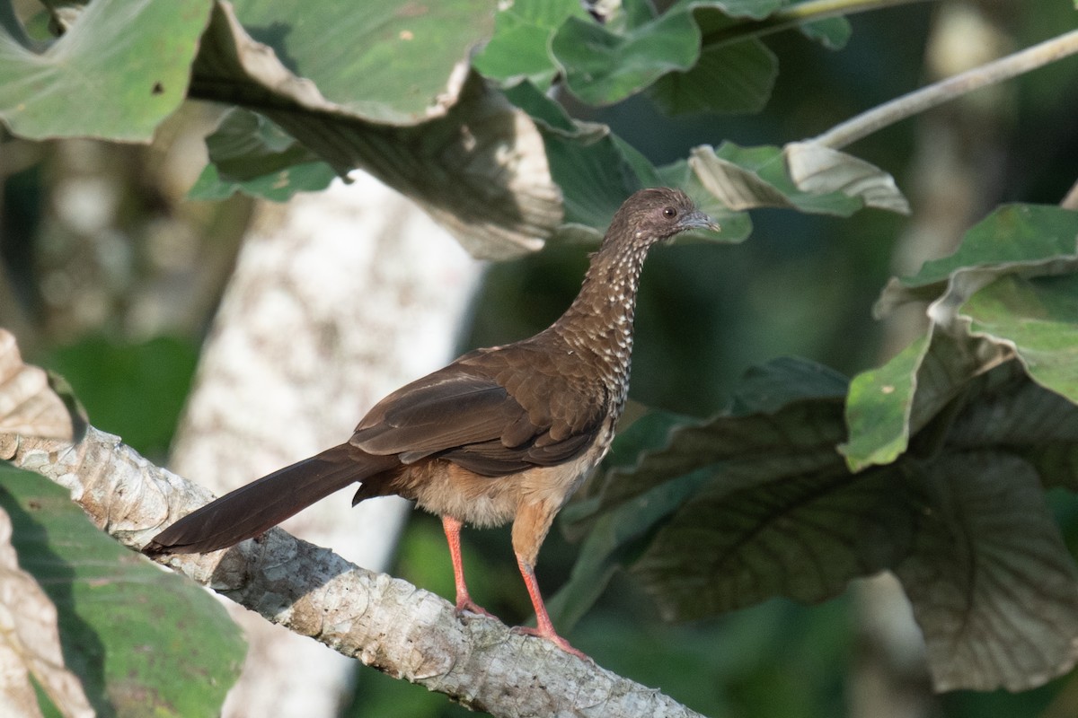 Speckled Chachalaca - ML618469577