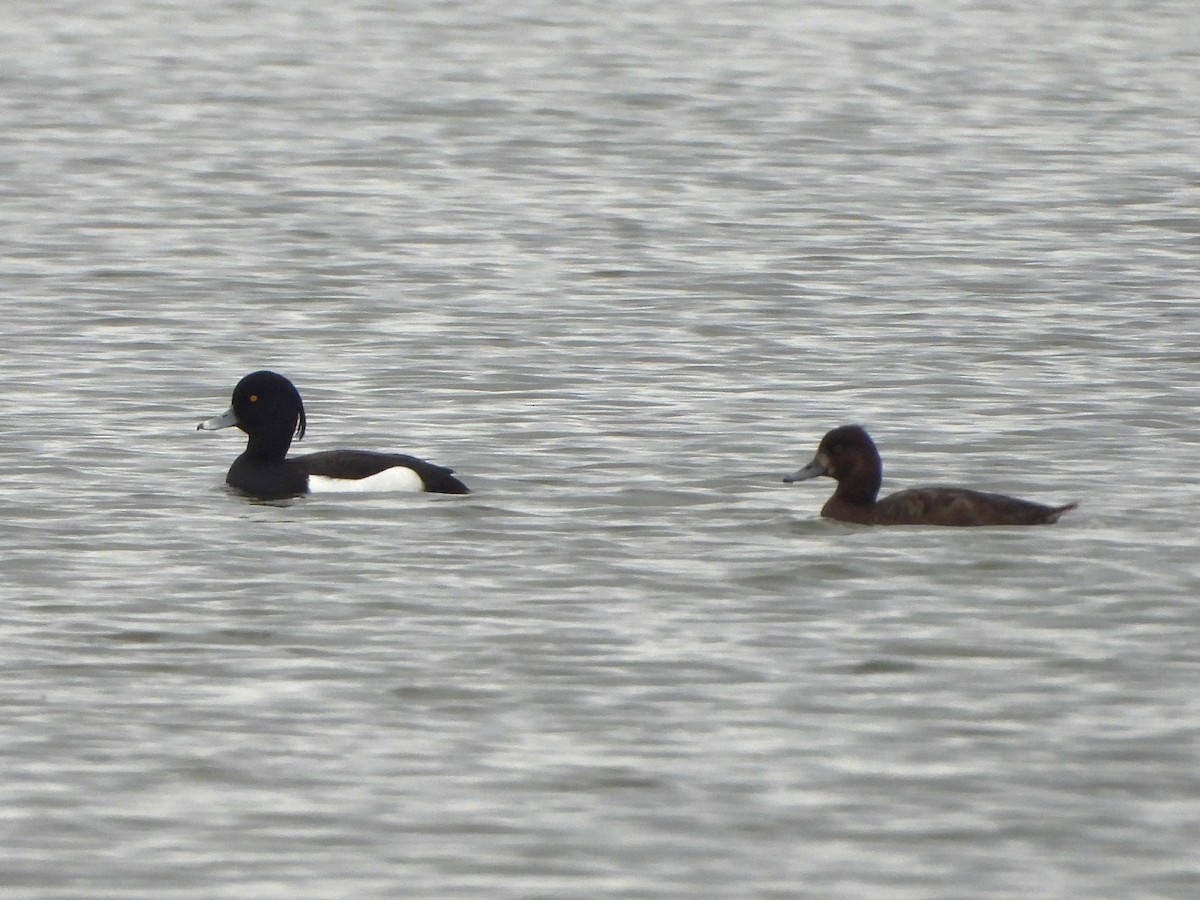 Tufted Duck - ML618469582