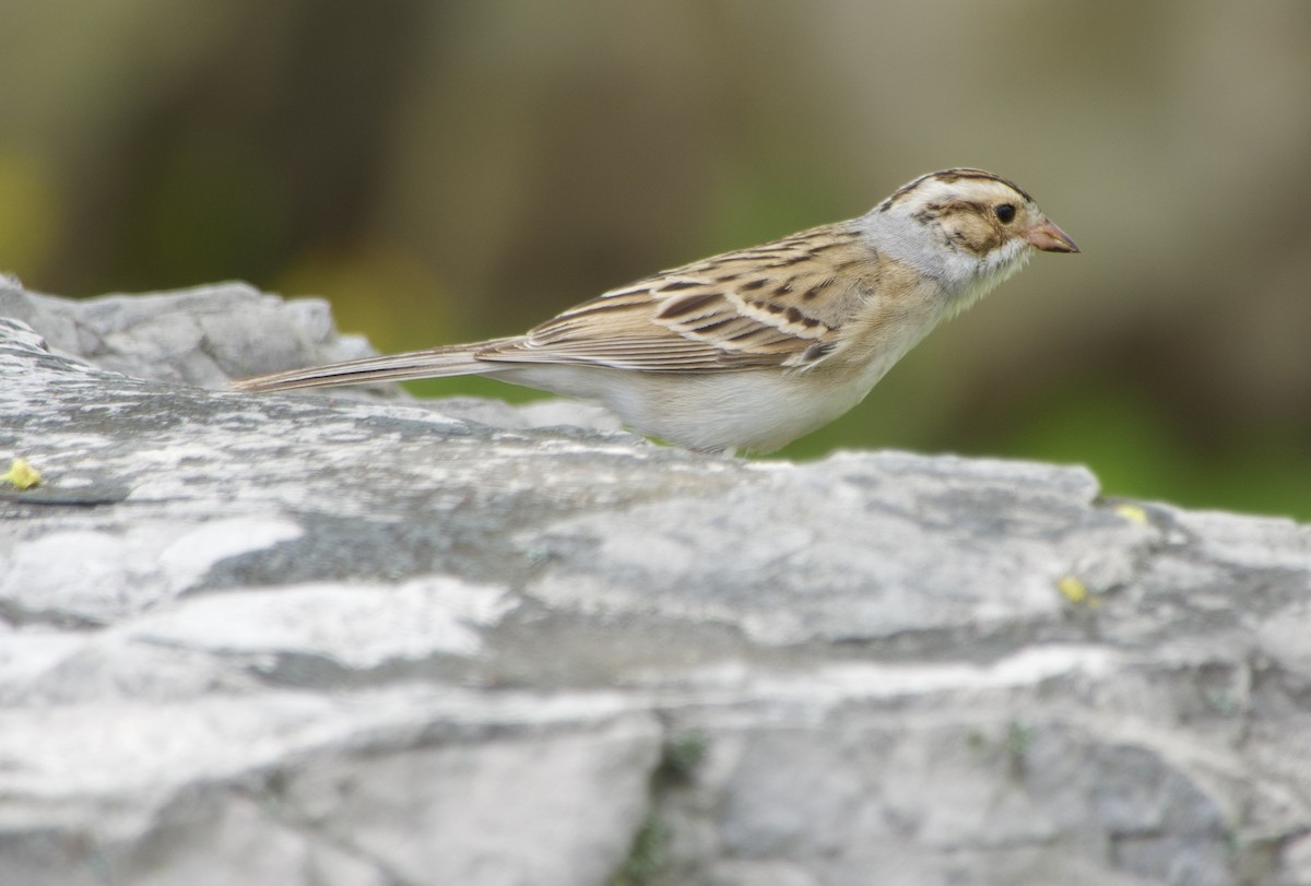 Clay-colored Sparrow - ML618469602