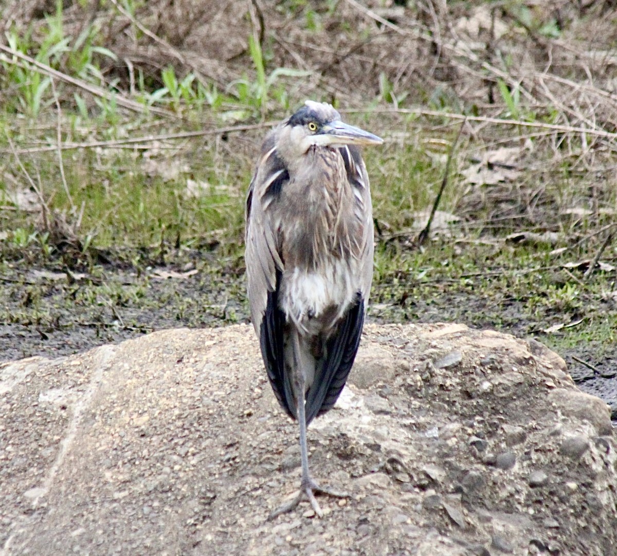 Great Blue Heron (Great Blue) - ML618469604