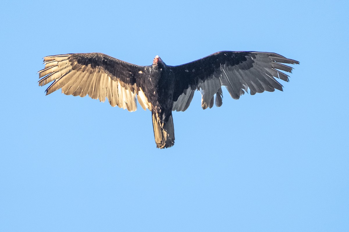 Turkey Vulture - ML618469610