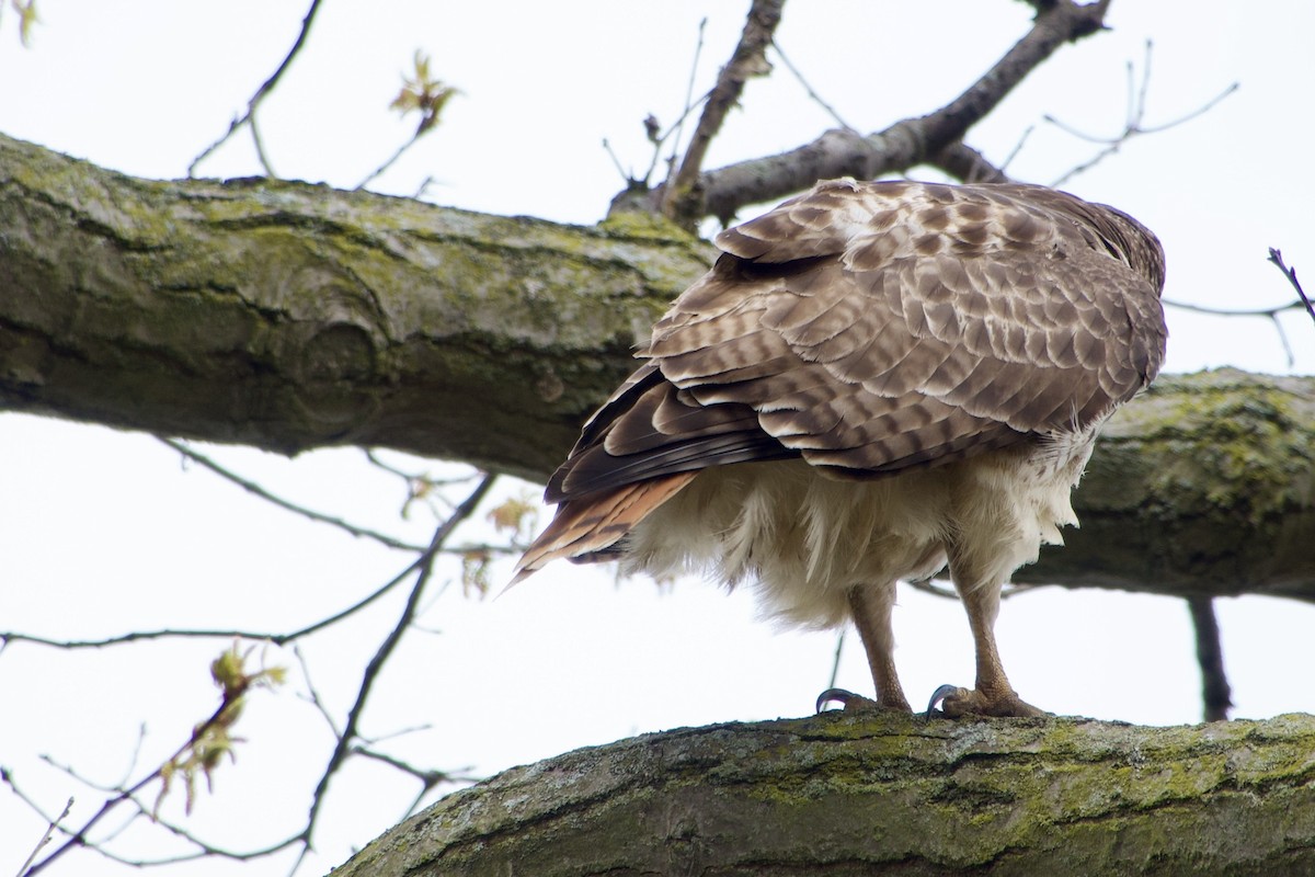 Red-tailed Hawk - Jerry Horak