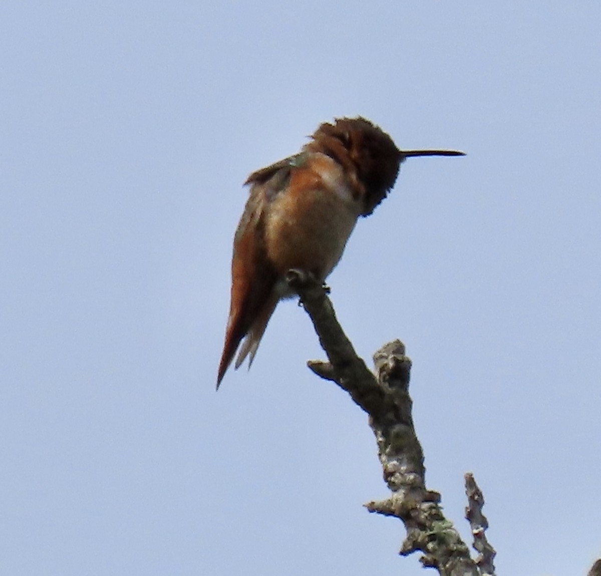 Allen's Hummingbird - George Chrisman