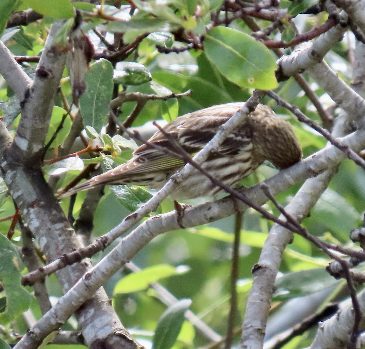 Pine Siskin - George Chrisman