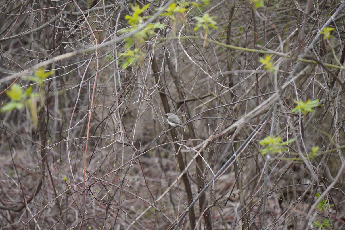 Warbling Vireo - ML618469705