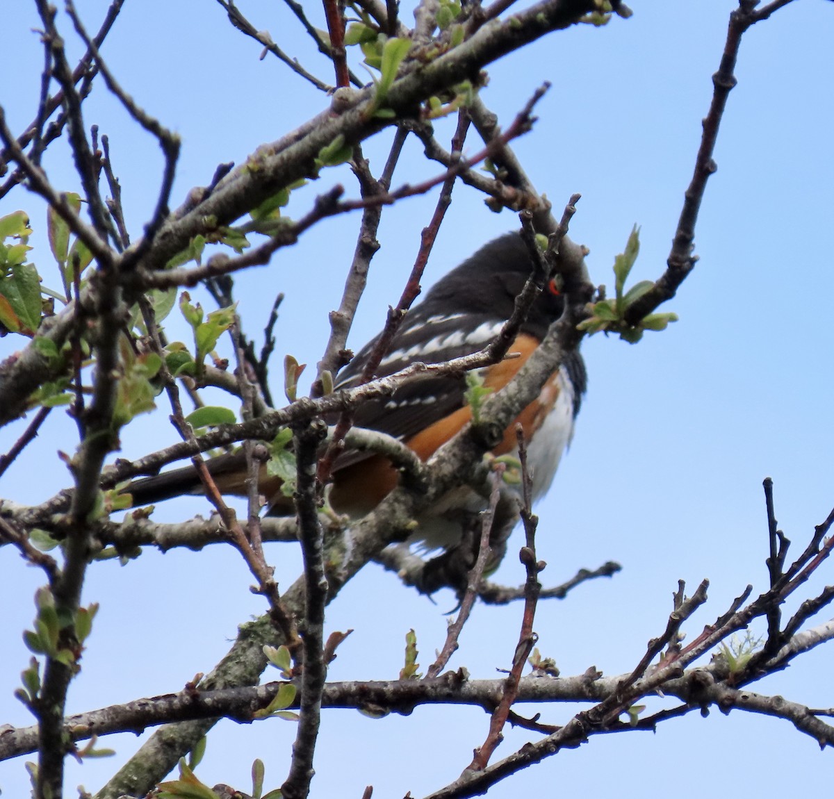 Spotted Towhee - ML618469711