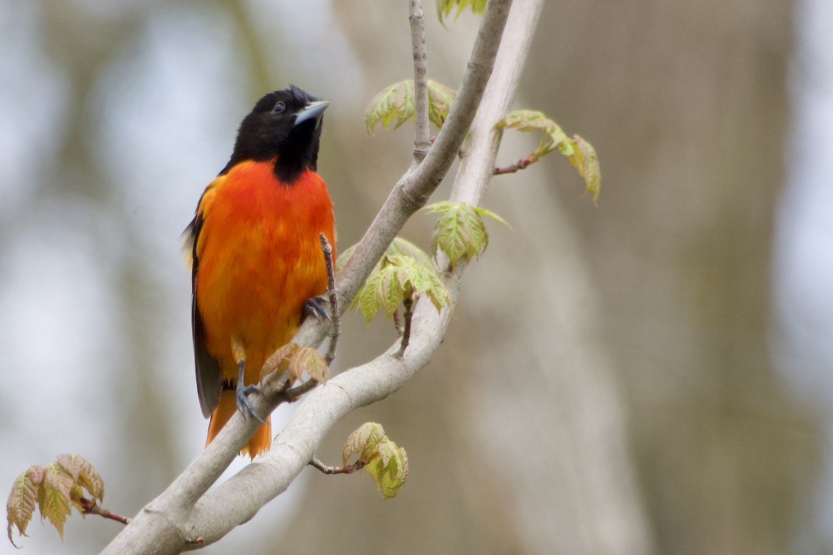 Baltimore Oriole - Jerry Horak