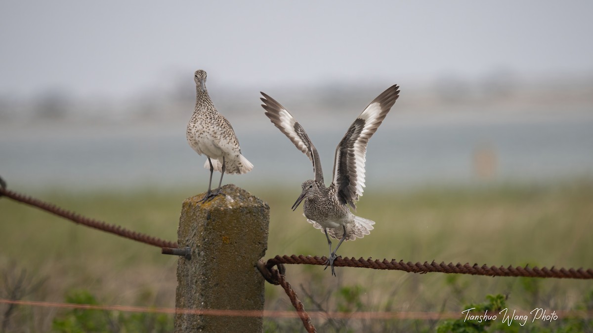 Willet - Tianshuo Wang