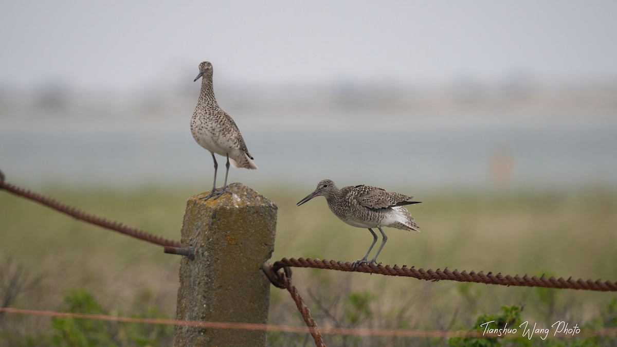 Willet - Tianshuo Wang