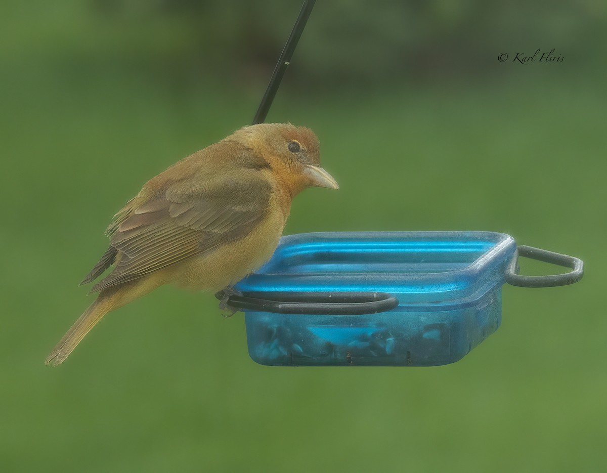 Summer Tanager - Karl  Fliris