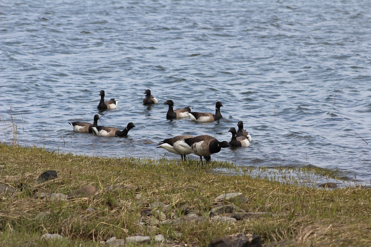 Brant - ML618469742