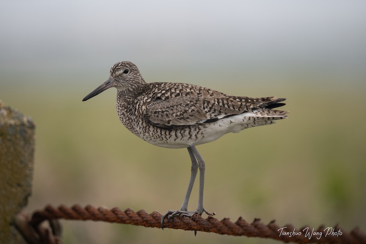 Willet - ML618469745