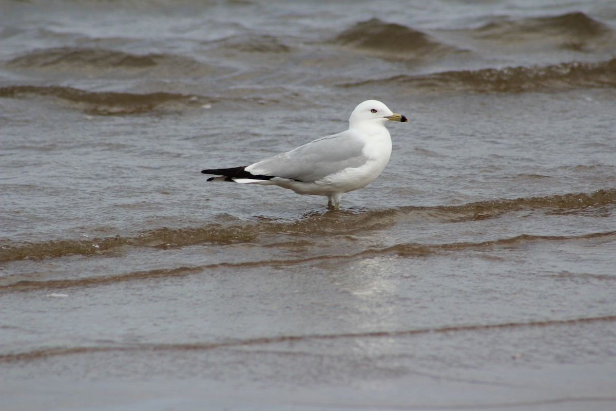 Ring-billed Gull - ML618469749