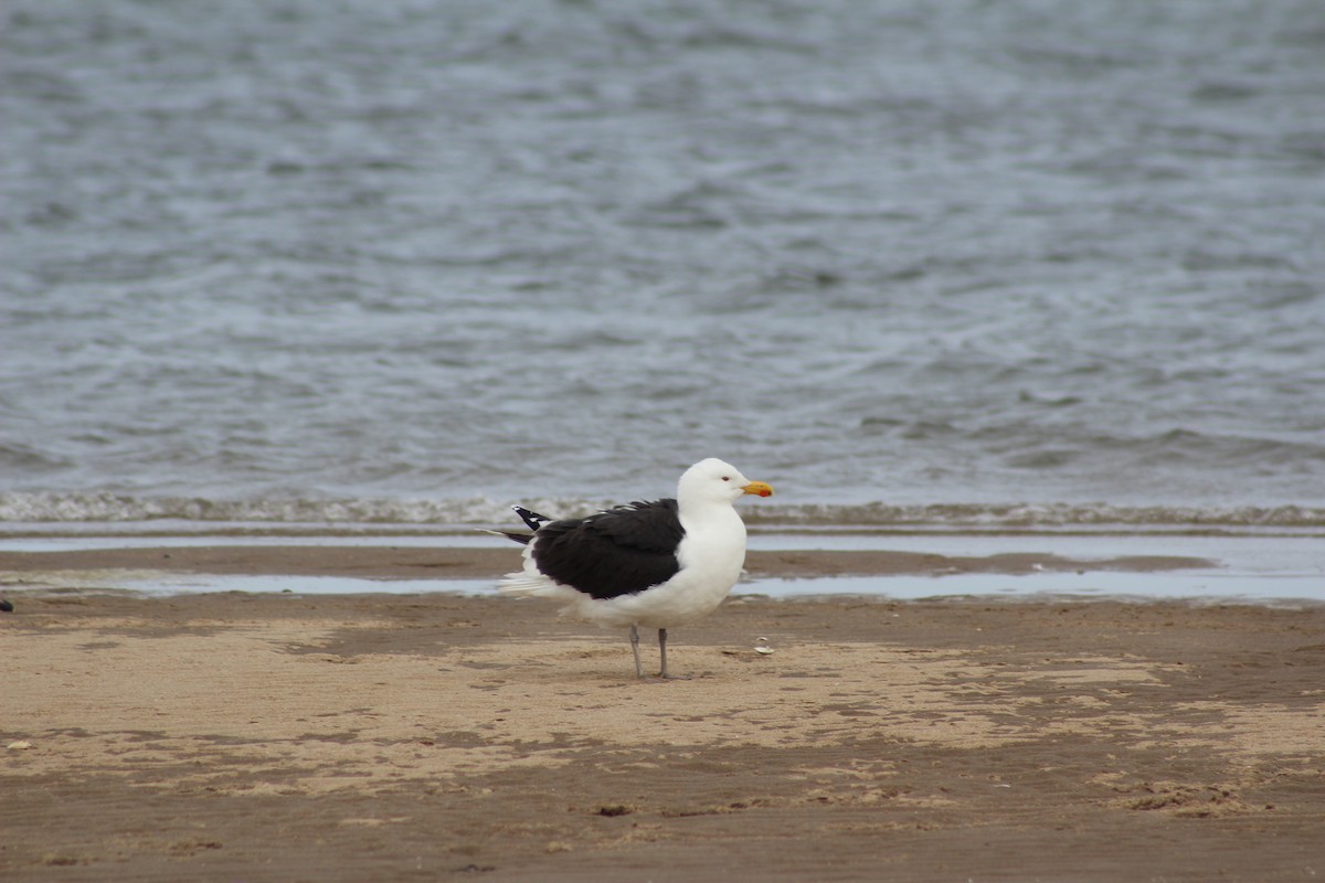 Great Black-backed Gull - Samantha Armacost