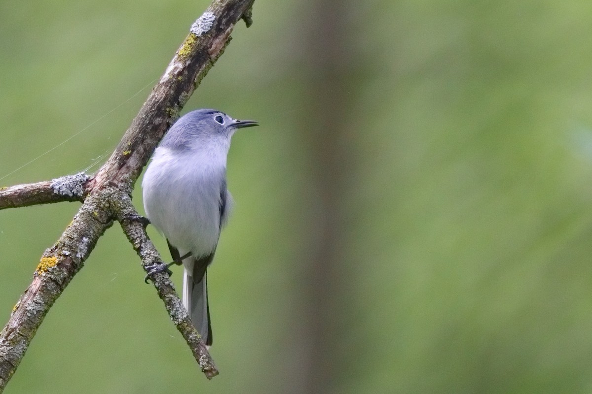 Blue-gray Gnatcatcher - Shawn Miller