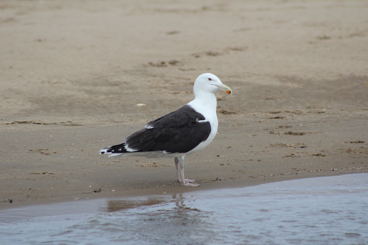 Great Black-backed Gull - ML618469851