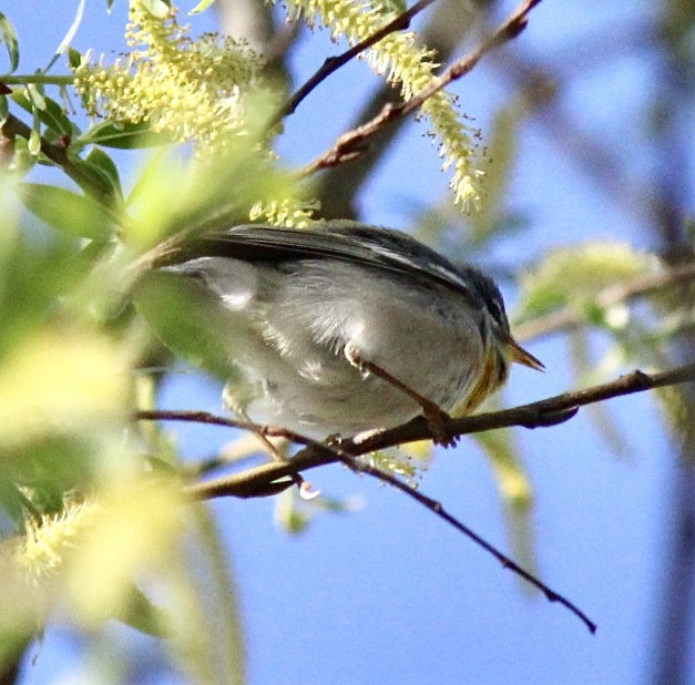 Northern Parula - Adrien C