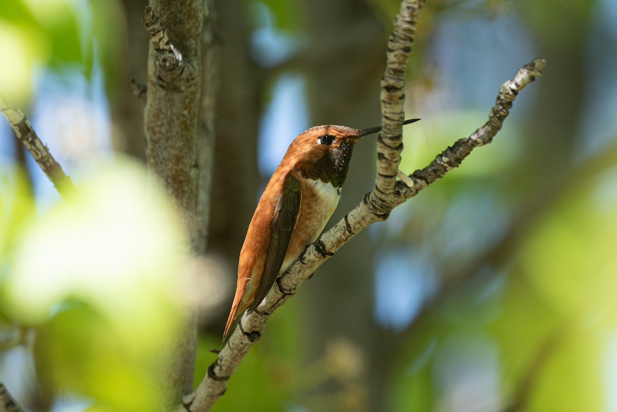 Rufous Hummingbird - ML618469894