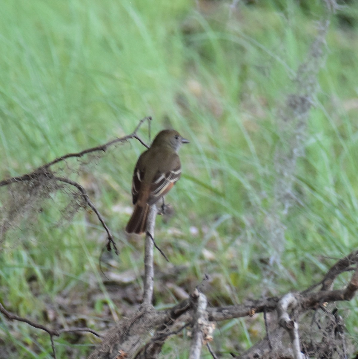 Great Crested Flycatcher - ML618469899
