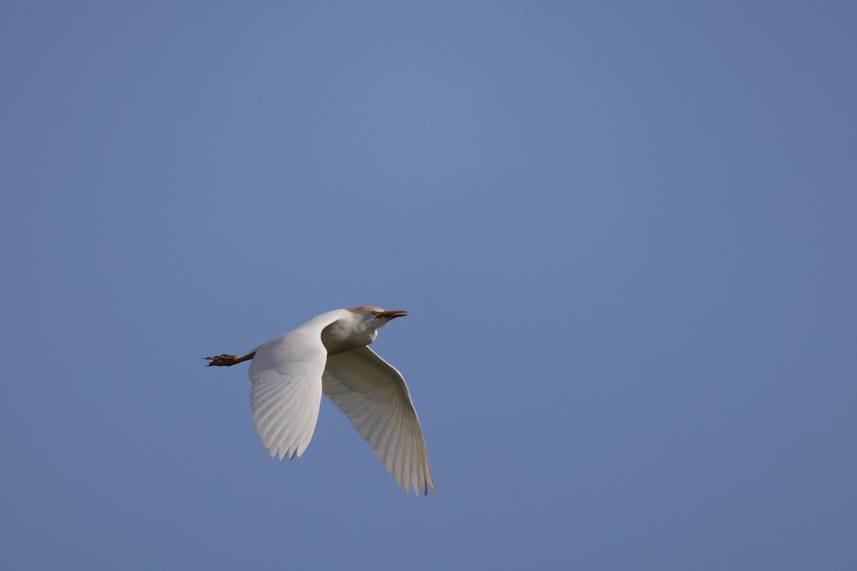 Western Cattle Egret - ML618469912