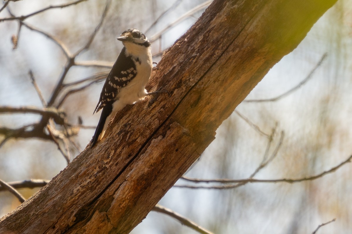 Hairy Woodpecker - ML618469925