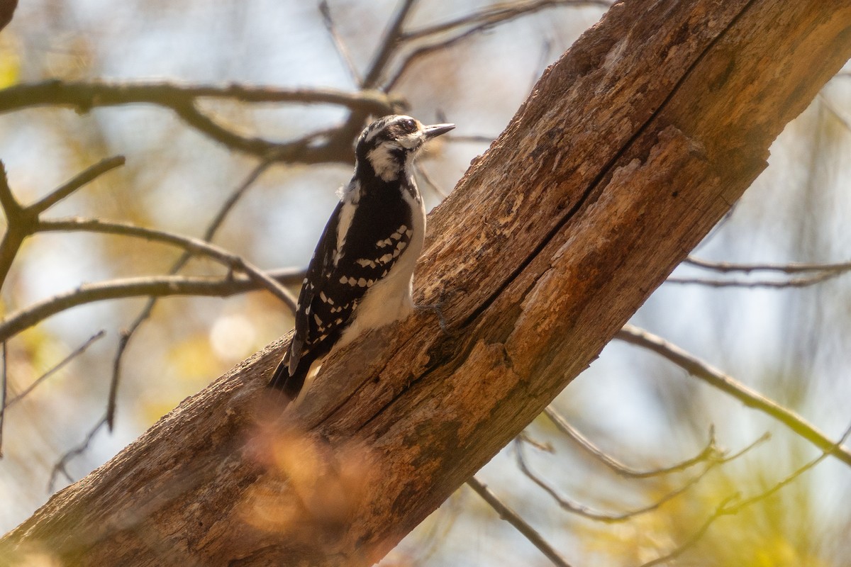 Hairy Woodpecker - Kerem Ali Boyla