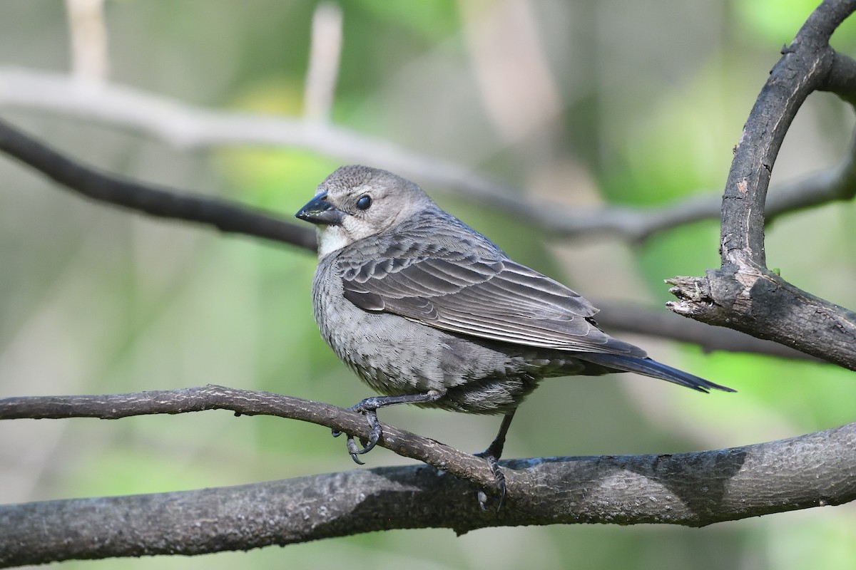 Brown-headed Cowbird - terence zahner