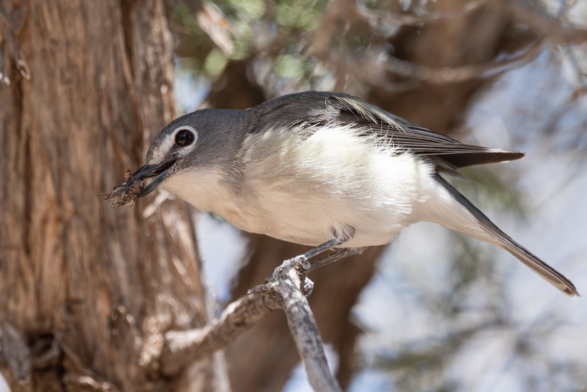 Plumbeous Vireo - ML618470009