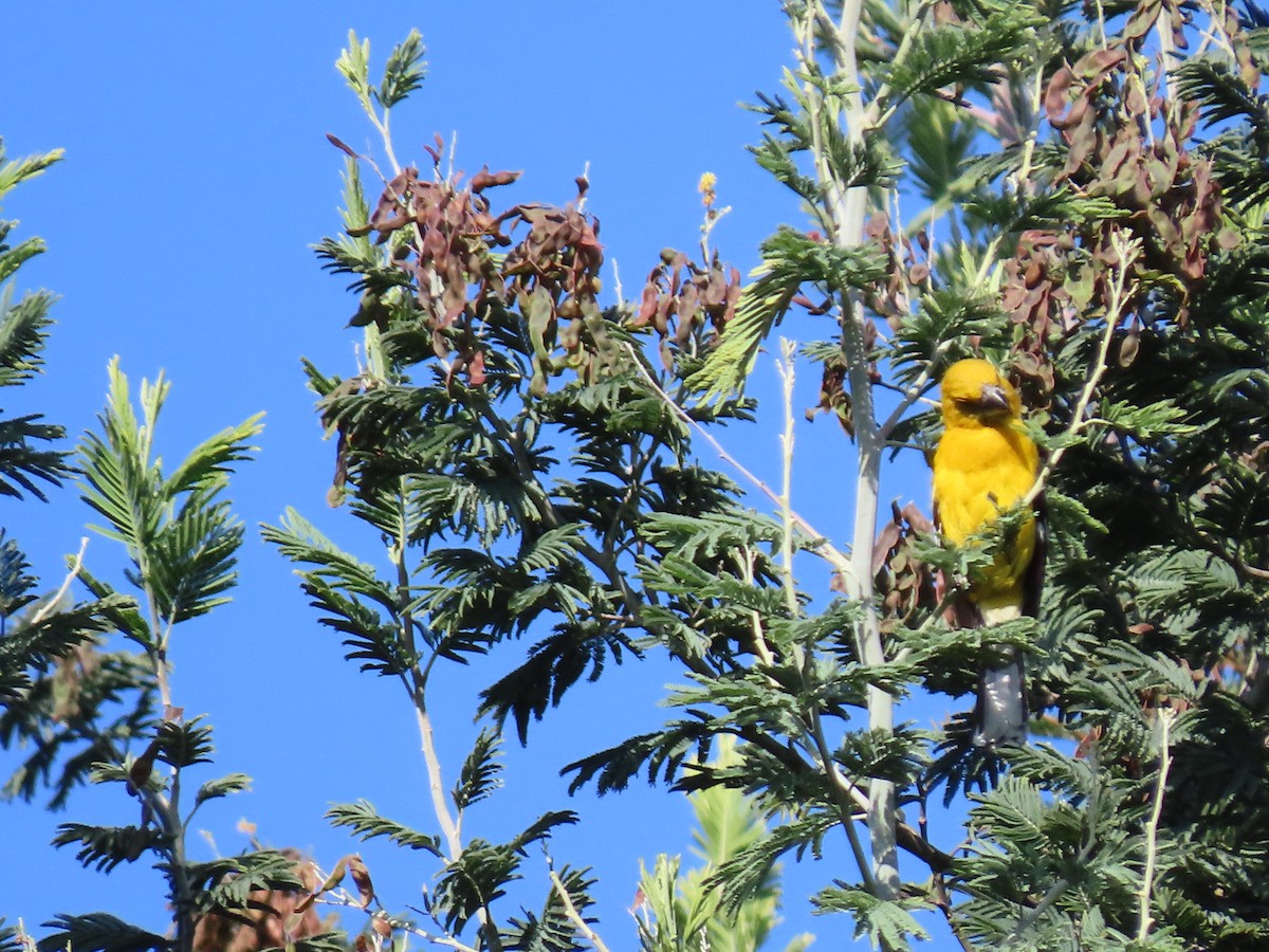 Golden Grosbeak - ML618470026