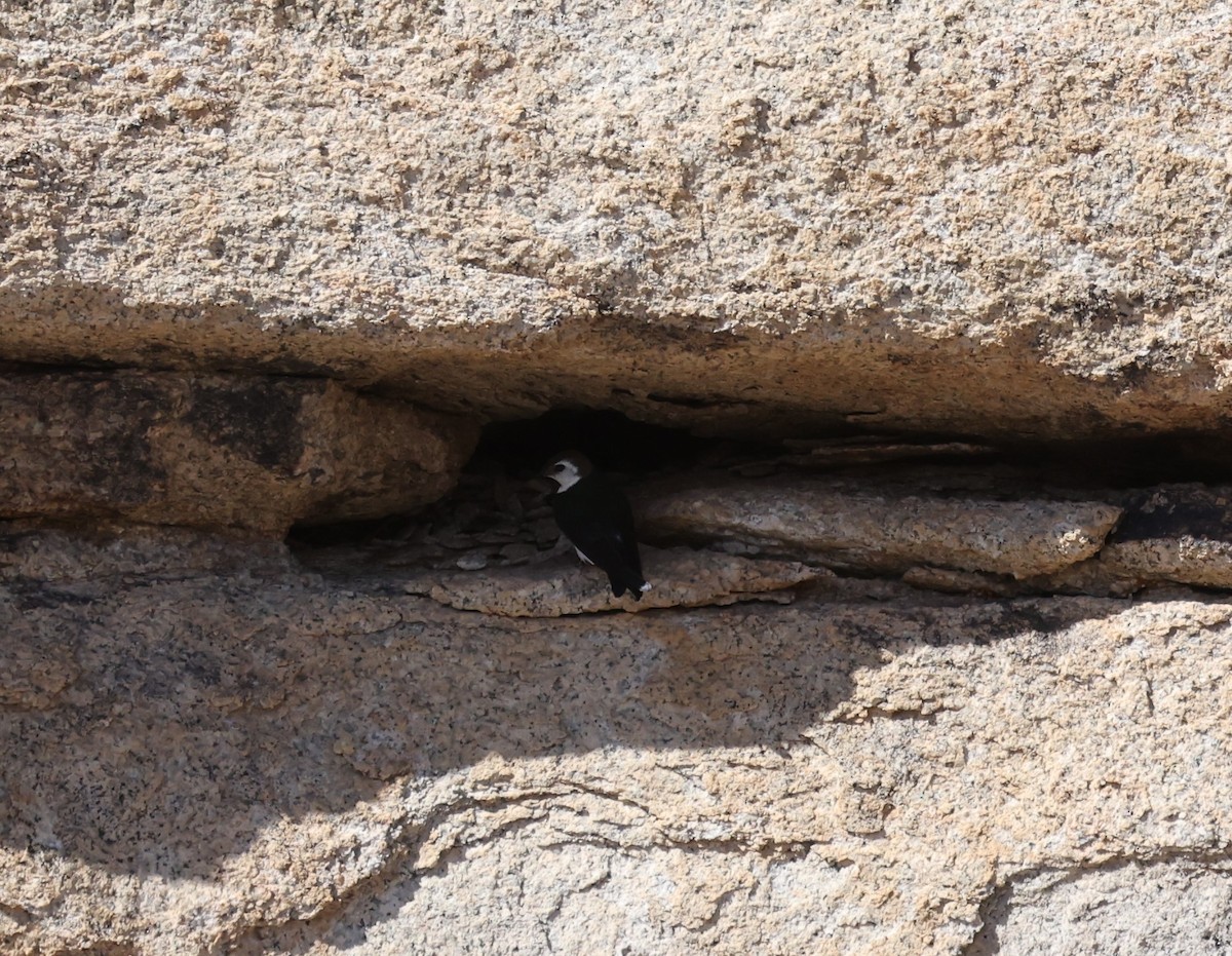 Violet-green Swallow - ML618470034