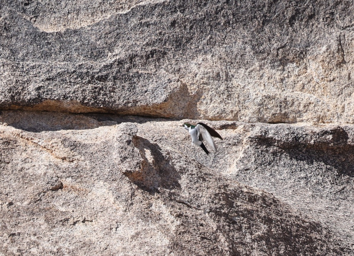 Violet-green Swallow - ML618470035