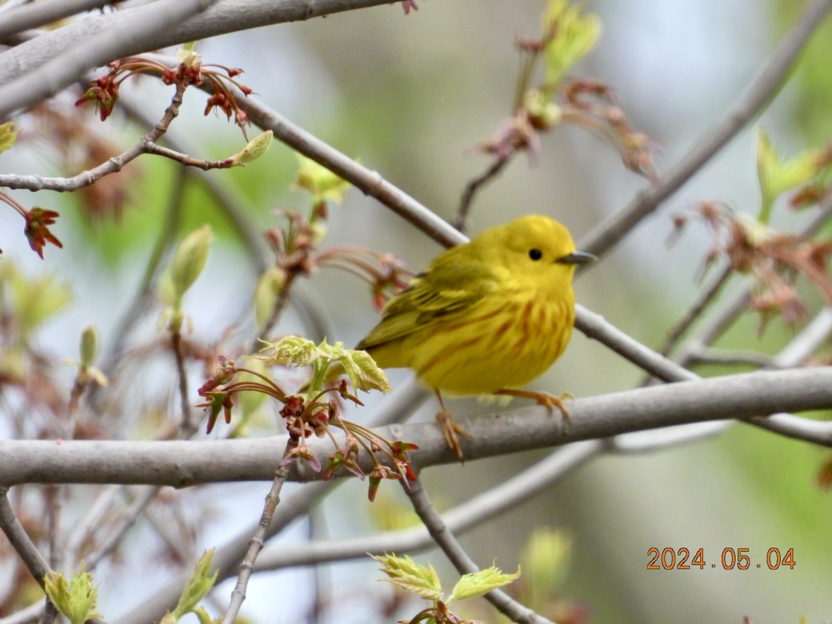 Yellow Warbler - Lyne Pelletier