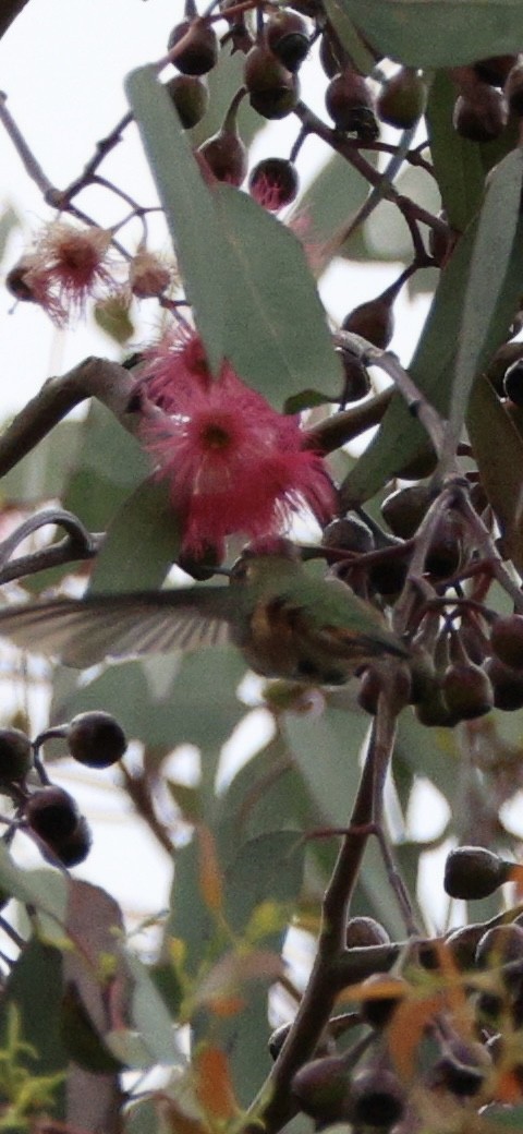 Rufous Hummingbird - Lauren Mahlke
