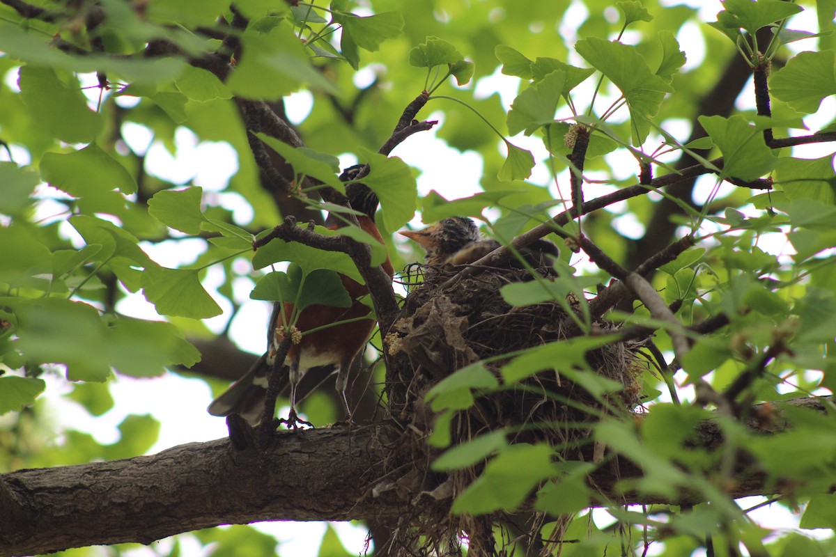 American Robin - ML618470077