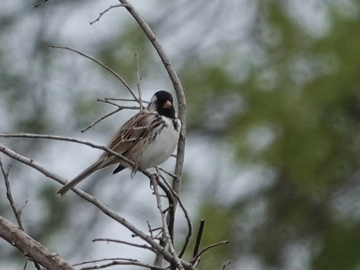 Harris's Sparrow - Lottie Bushmann