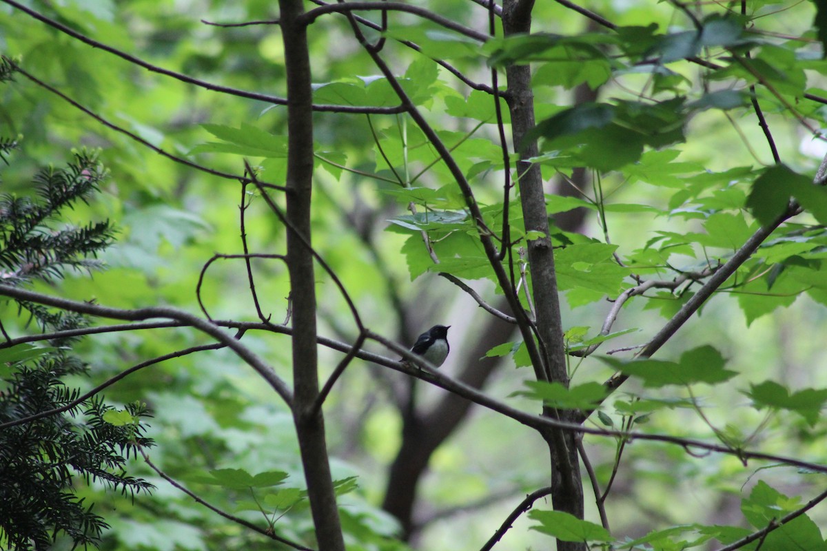 Black-throated Blue Warbler - ML618470117