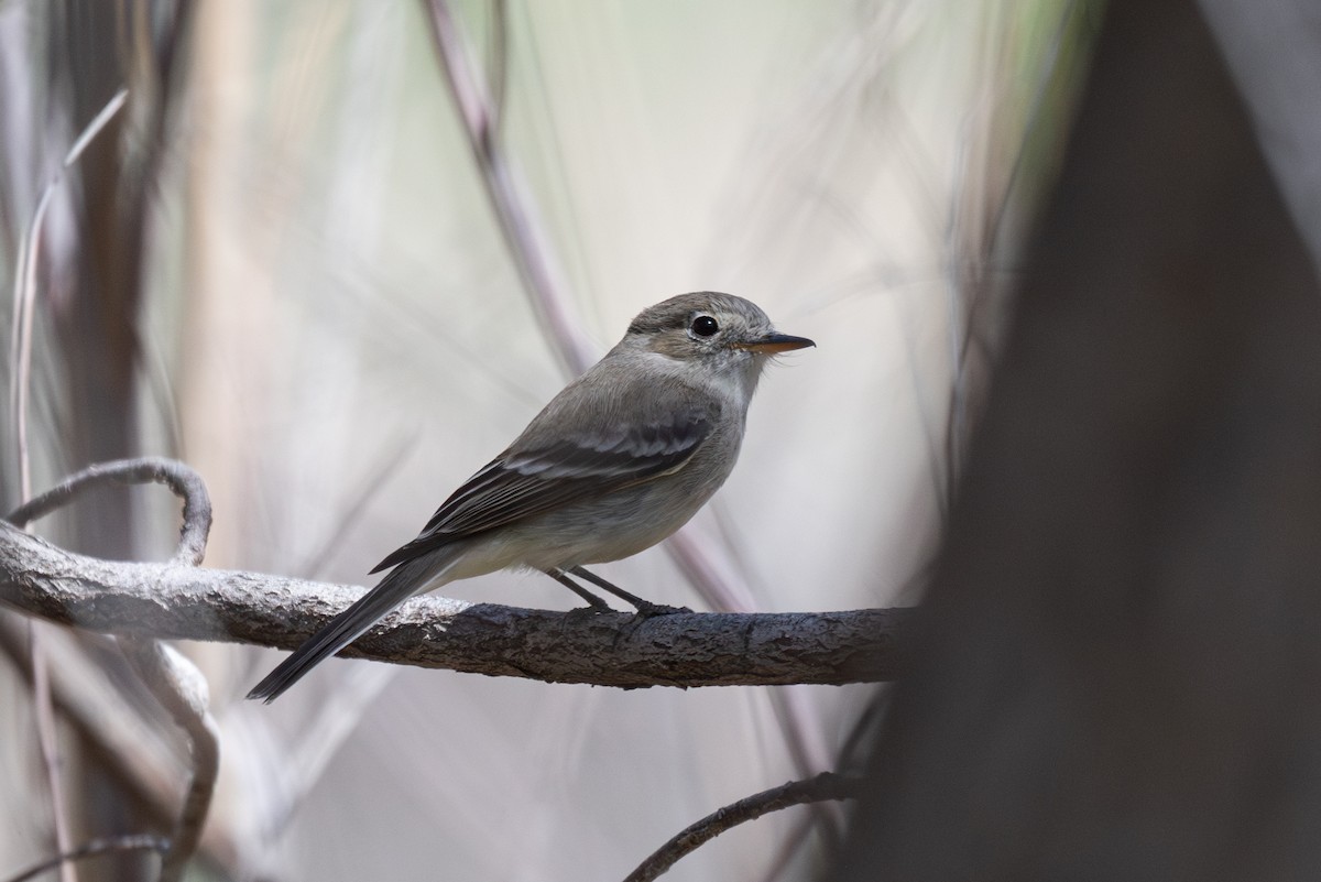 Gray Flycatcher - Mike Thompson