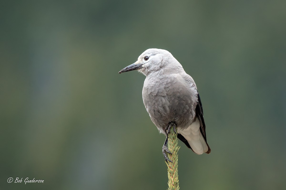 Clark's Nutcracker - ML618470216