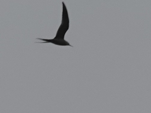 Forster's Tern - ML618470231