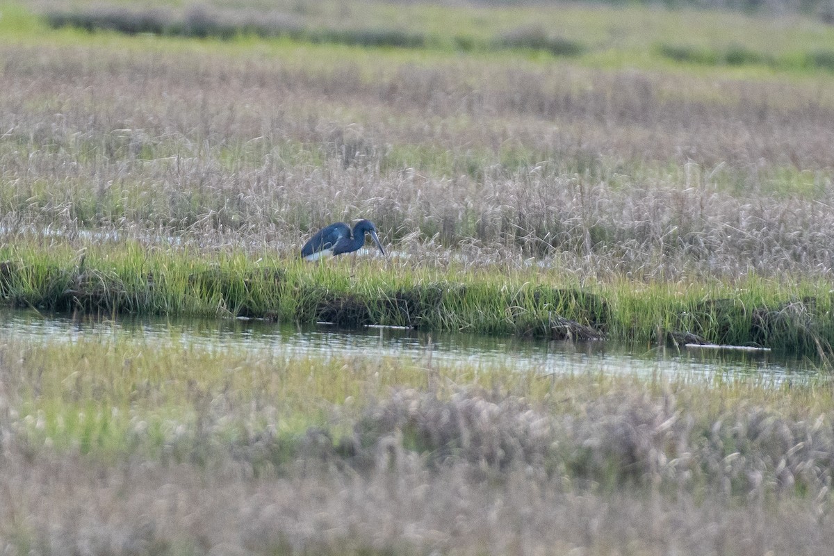 Tricolored Heron - Lisa Nasta