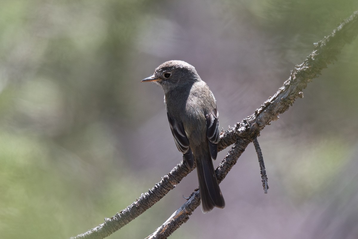 Gray/Dusky Flycatcher - Mike Thompson