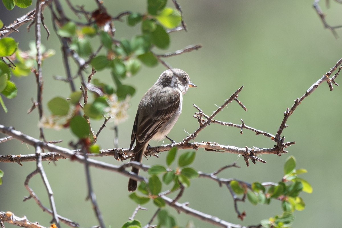 Gray/Dusky Flycatcher - ML618470279