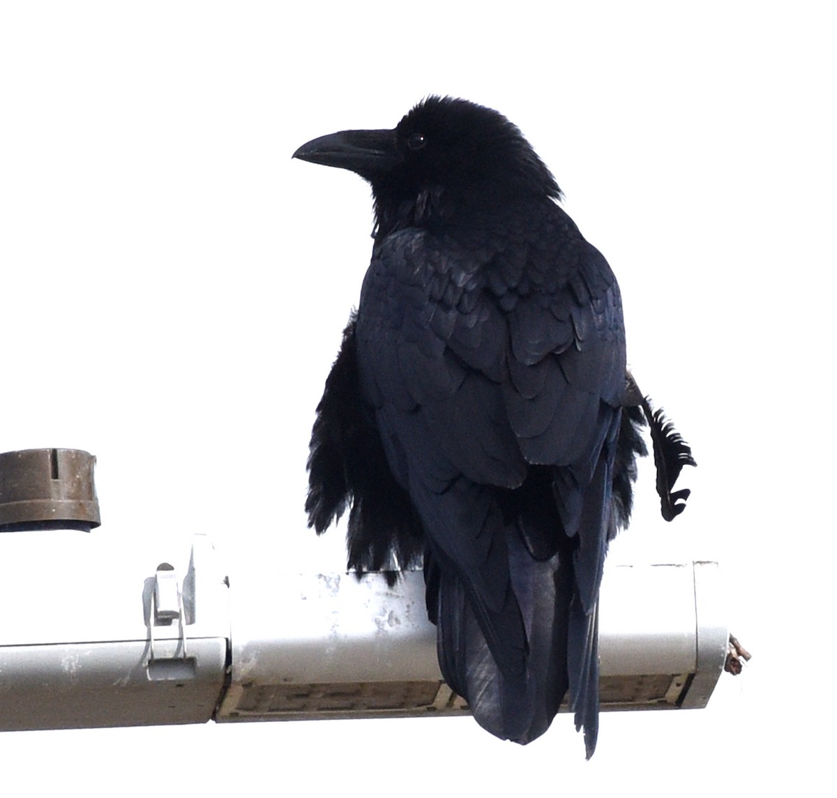 Corvus sp. (raven sp.) - ML618470286