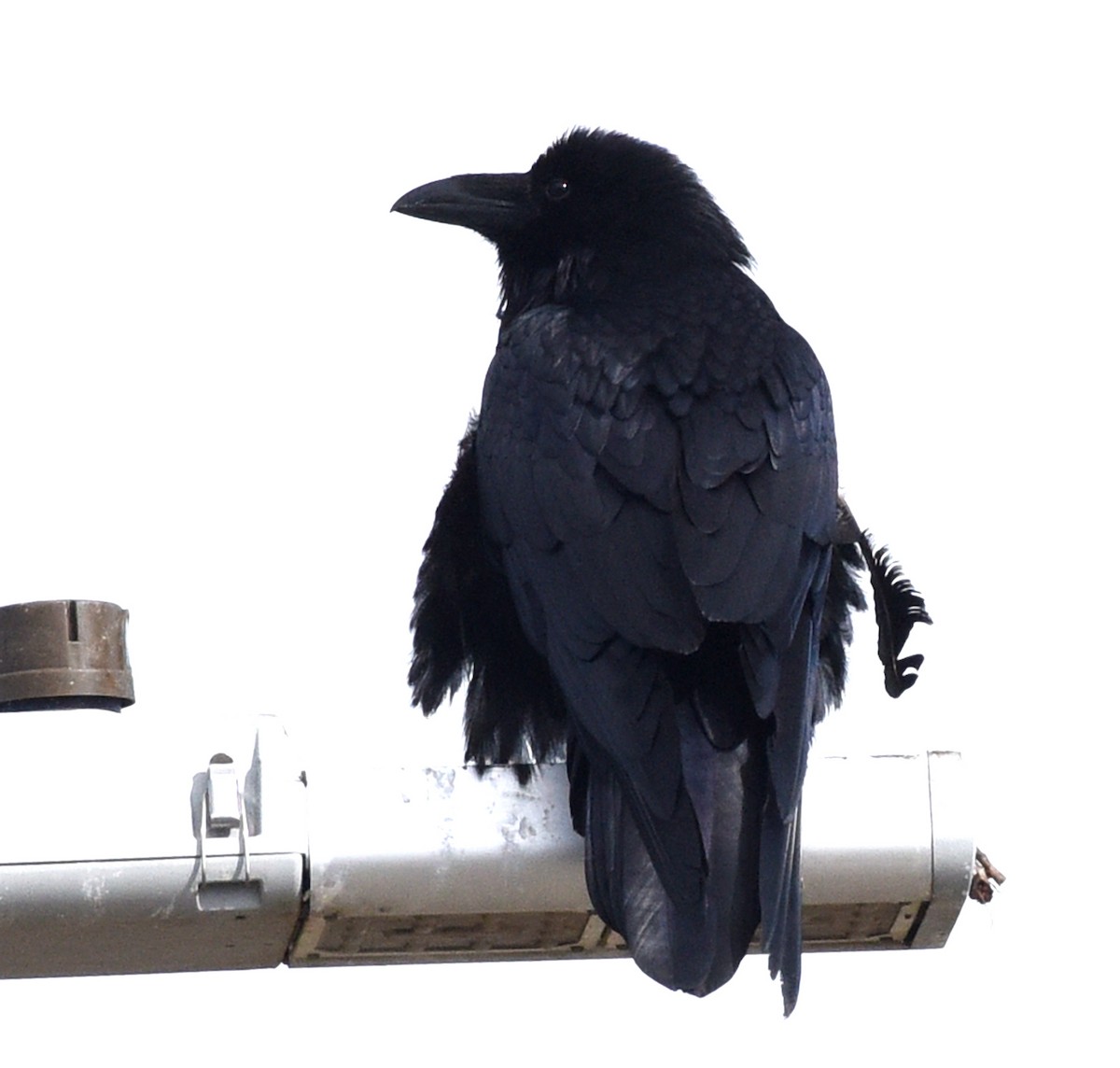 tanımsız kuzgun (Corvus sp.) - ML618470286