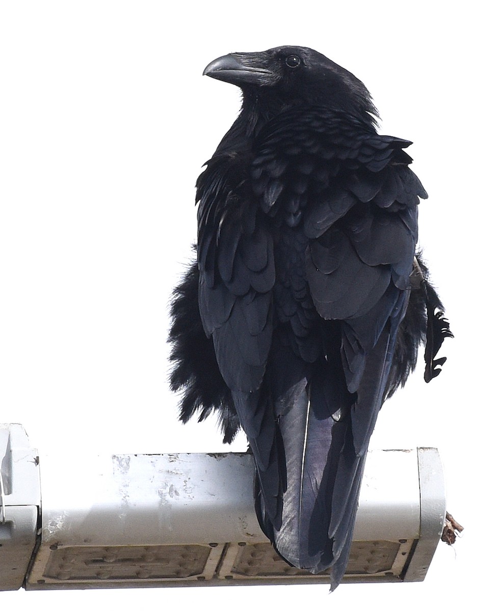 Corvus sp. (raven sp.) - ML618470287